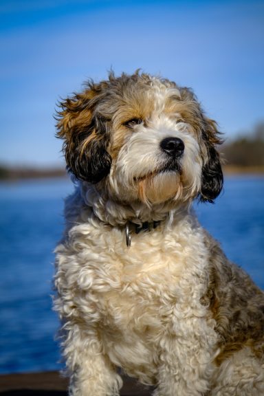 En fluffig hund med kort päls sitter vid en sjö under blå himmel.