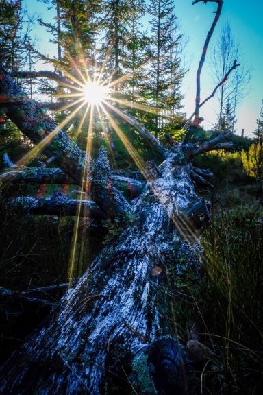 Solen strålar genom träd i en skog, med fokus på en gammal, mossig trästam.